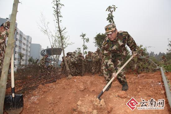 云南消防800官兵小石坝山头种树1000棵妆点家园