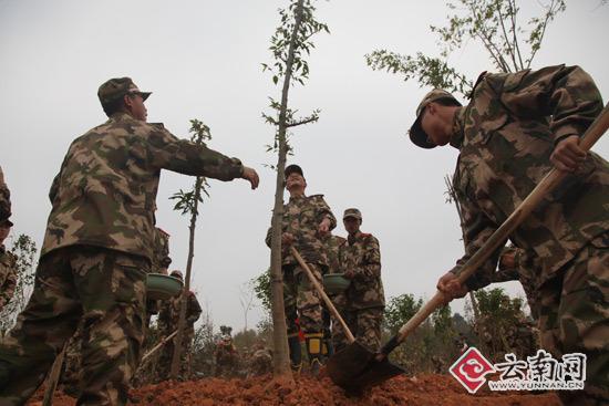 云南消防800官兵小石坝山头种树1000棵妆点家园