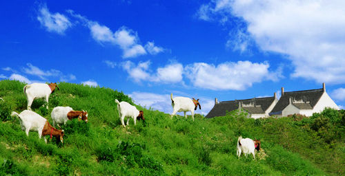 金山廊下镇中华村:引进大型企业院校介入农业