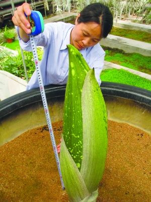 食人花要开了