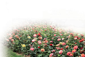 市花争艳万盆月季送市民