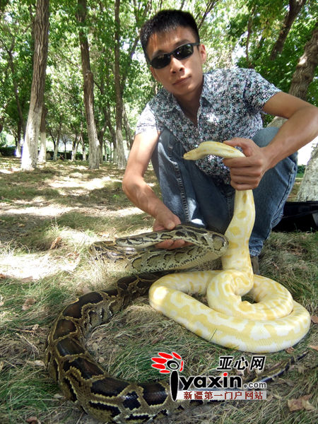 新疆乌鲁木齐市一理发师养了两条蟒蛇被称