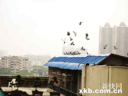 大厦楼顶成白鸽养殖场 养百鸽毛粪严重扰民