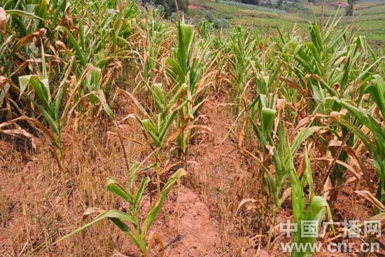 云南石林县25万亩农作物受旱