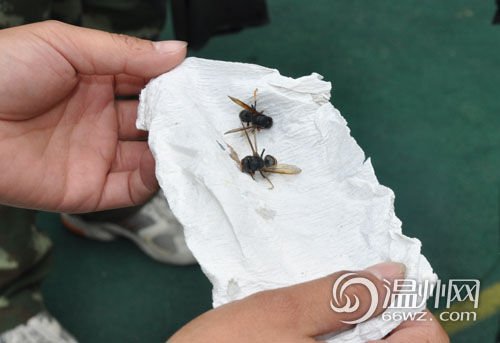 疯狂马蜂蛰死蝙蝠惊扰师生 幼儿园被迫停课一