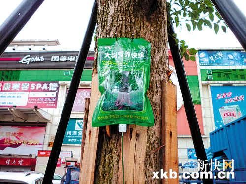 大树打吊针挂营养快线