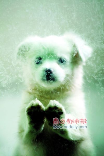 领养流浪狗你愿意吗?