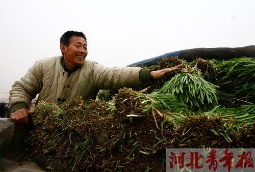 昨日,南宫菜农收割装车的韭菜已有二三十厘米长