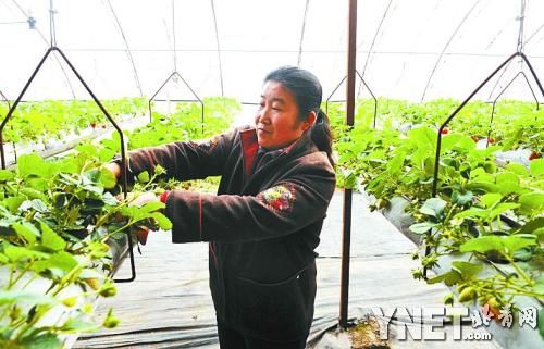 昌平草莓热销