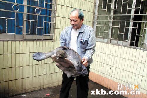 金沙街视频晨运捕获巨鳖肛门老伯@图片