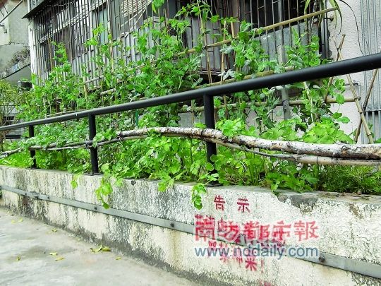 花槽变菜地 警示语吓人