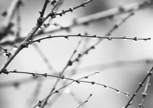 初春细雨绵绵洒,水珠飞溅清新至