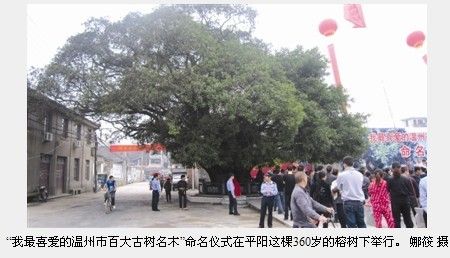 温州千年古树有9株 最年长是江心屿1300岁樟