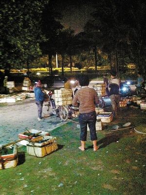 数百人一夜捞走几千斤贝壳