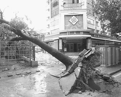深圳香港遇台风树木损伤相差几十倍引质疑|台