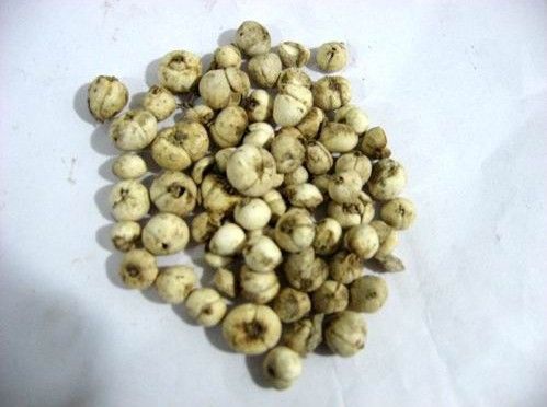 新疆温泉县贝母村七旬老人率先种植人工贝母带村民发家致富