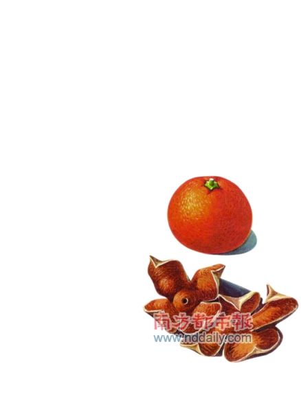 新会拟建3000余亩陈皮保护地
