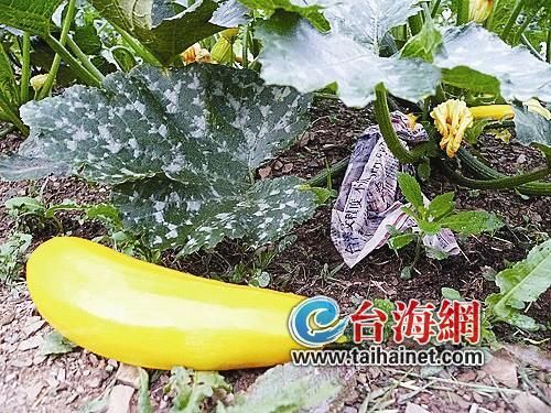 南投清境农场:来一场风花雪月的食物恋