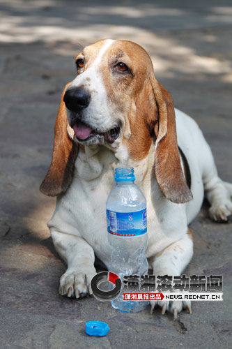 岳麓山的<em>妹陀</em>好环保 专叼路边游客弃瓶[视]_