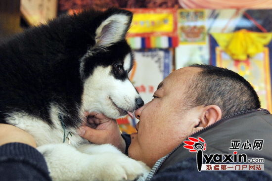 乌鲁木齐原军犬训导员报名志愿者