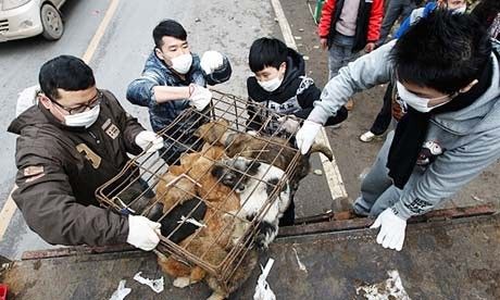 广西玉林狗肉节期间1万条狗被屠杀引热议(组图