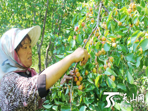 一师四团4700吨鲜食吊干杏远销内地各城市