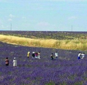 安徽旅游局回应游客法国熏衣草田打架事件|合