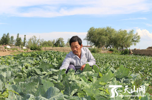 哈巴河大田蔬菜卖得俏农民增收乐