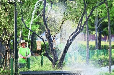 工作人员给树浇水降温