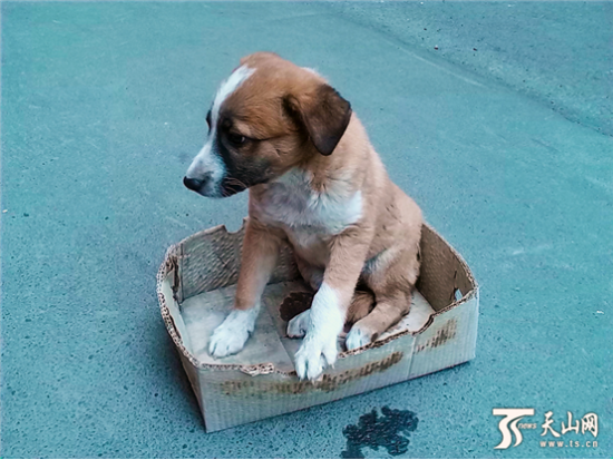 狗坚强平安的劫后重生