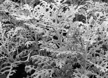 银叶菊PK百变天后谁占上风?