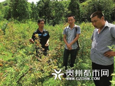 驻村日志:岗坡村的刺梨梦