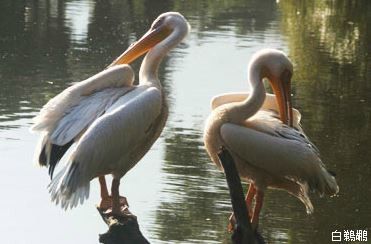 ͼƬ��Դ����ɭ����