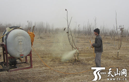 新和县开展为果树喷施石硫合剂工作