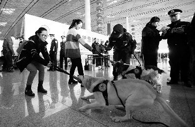 在演练中，警犬咬住一个可疑物品死死不放 摄/法制晚报记者 蒋桂佳