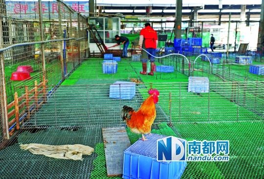 广州禽类市场为何休市两周