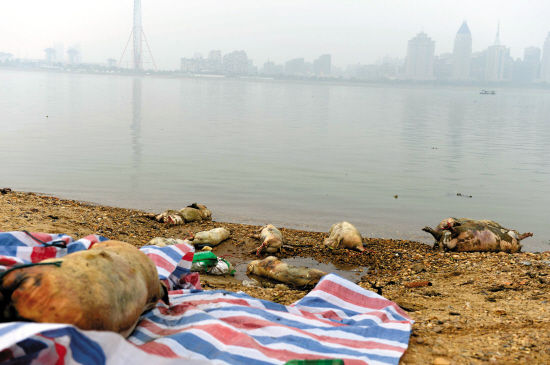 又见“死猪漂流”