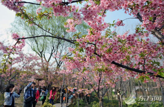 周末双休日气温回暖阳光明媚 适宜出行赏花