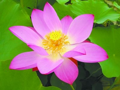 正文 中日友谊莲(资料图片 记者 黄征 尽管还没到荷花盛开的