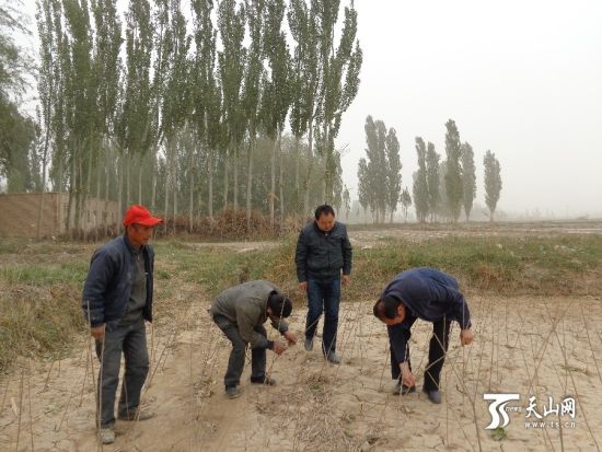 轮台gdp_胡杨拉动旅游经济 轮台前10个月接待游客82万人次