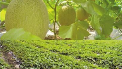 正宗的新疆哈密瓜成熟了还是去年的那个味儿!