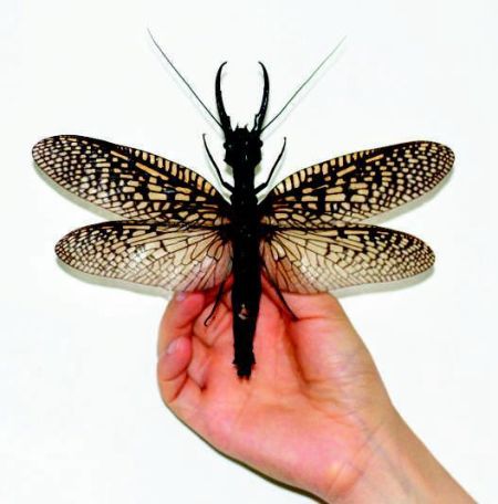 成都青城山发现世界最大水栖昆虫