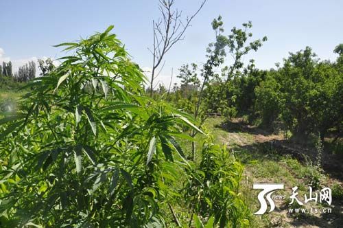 和静县铲除1.3万多株大麻毒品原植物