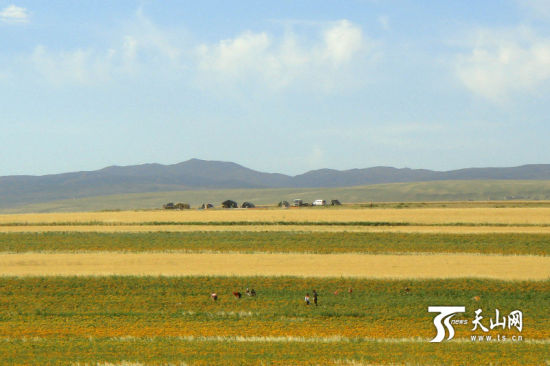 新疆裕民县花农的红花丝采摘机研制之路