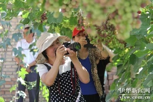 新疆伊犁河谷首个葡萄生态采摘园开园运营