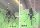 ̨��Ǹ��������ڶ���:68�����ӷ���8�첻��