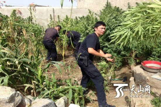 新疆尉犁县民警铲除大麻原植物117株