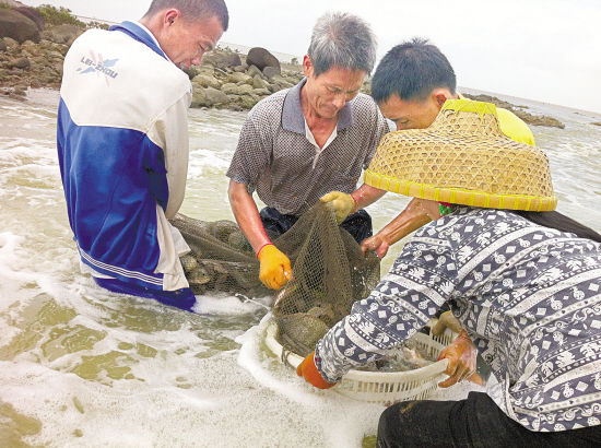 上次台风后补放海螺苗 这次全被冲走颗粒无收