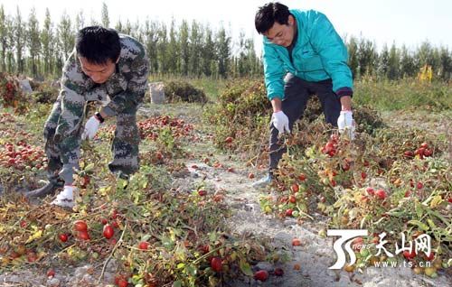 库尔勒公路管理局住村工作组助村民抢收西红柿
