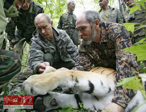 中方布设相机清理猎套承诺照顾“普京之虎”